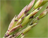 หญ้านก Eriochloa procera (Retz.) C.E. Hubb.<br/>POACEAE (GRAMINEAE)