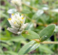 บานไม่รู้โรยป่า Gomphrena celosioides Mart.<br/>AMARANTHACEAE