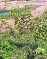 ขี้อ้น Helicteres lanata (Teysm. & Binn.) Kurz<br/>STERCULIACEAE