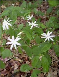 มะลิไส้ไก่ Jasminum elongatum (Bergius) Willd.<br/>OLEACEAE