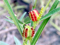 สร้อยนก Microstachys chamaelea (L.) Mull. Arg.<br/>EUPHORBIACEAE