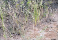 หญ้าชันกาด Panicum repens L.<br/>POACEAE (GRAMINEAE)