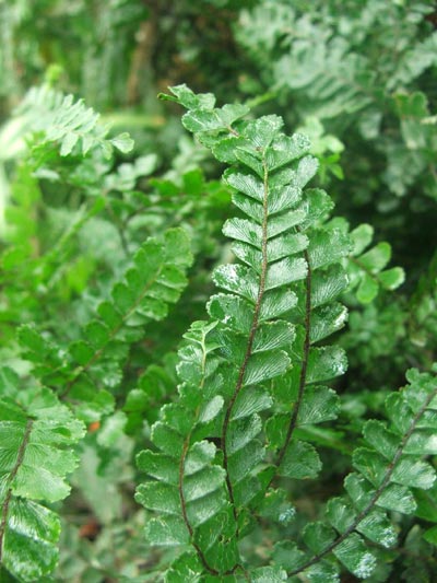 เฟินก้านดำใบดาว Adiantum hispidulum Presl.<br/>PAKERIACEAE