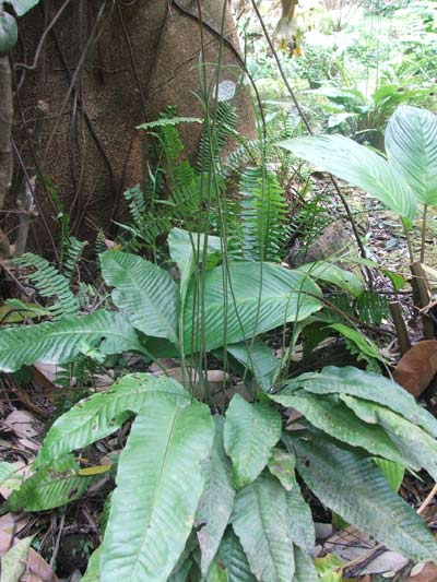 เฟินใบพาย Leptochilus decurrens Bl.<br/>POLYPODIACEAE