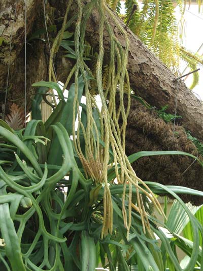 สร้อยนางกรอง Lycopodium carinatum Desv. ex Poir.<br/>LYCOPODIACEAE