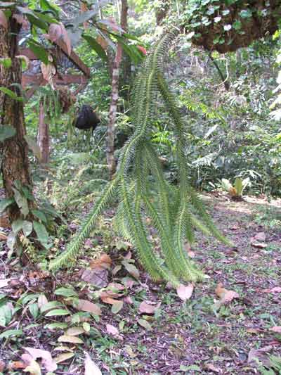 ช้องนางคลี่ Lycopodium squarrosum Forst.<br/>LYCOPODIACEAE