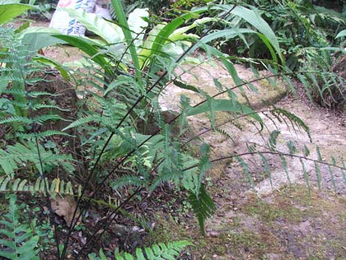 เฟินท้องเงิน Pityrogramma calomelanos Link<br/>PAKERIACEAE