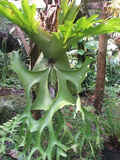 ชายผ้าสีดา Platycerium holtumii Jench. & Hennipm.<br/>POLYPODIACEAE