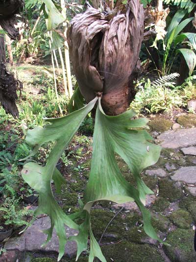 ห่อข้าวย่าบา Platycerium wallichii Hook.f.<br/>POLYPODIACEAE