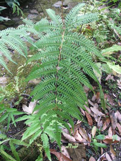 กูดหางค่าง Pteris biaurita Linn.<br/>PTERIDACEAE