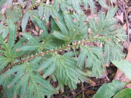 พ่อค้าตีเมีย Selaginella argentea Spring<br/>SELAGINELLACEAE