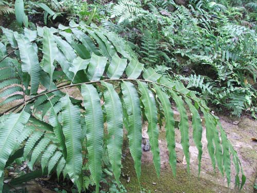 กูดแดง Stenochlaena palustris.<br/>PTERIDACEAE