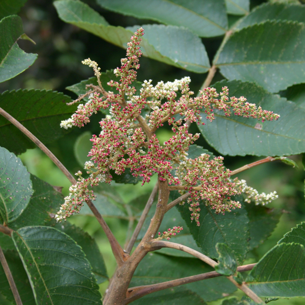 ส้มผด Rhus javanica L. var. chinensis (Mill.) T. Yamaz.<br/>ANACARDIACEAE