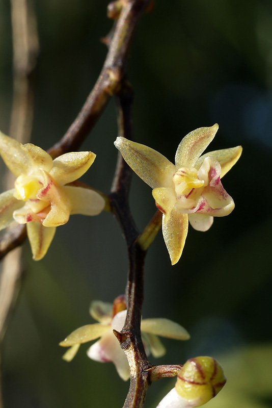 เอื้องพวงสร้อย Cleisostoma discolor Lindl.<br/>ORCHIDACEAE