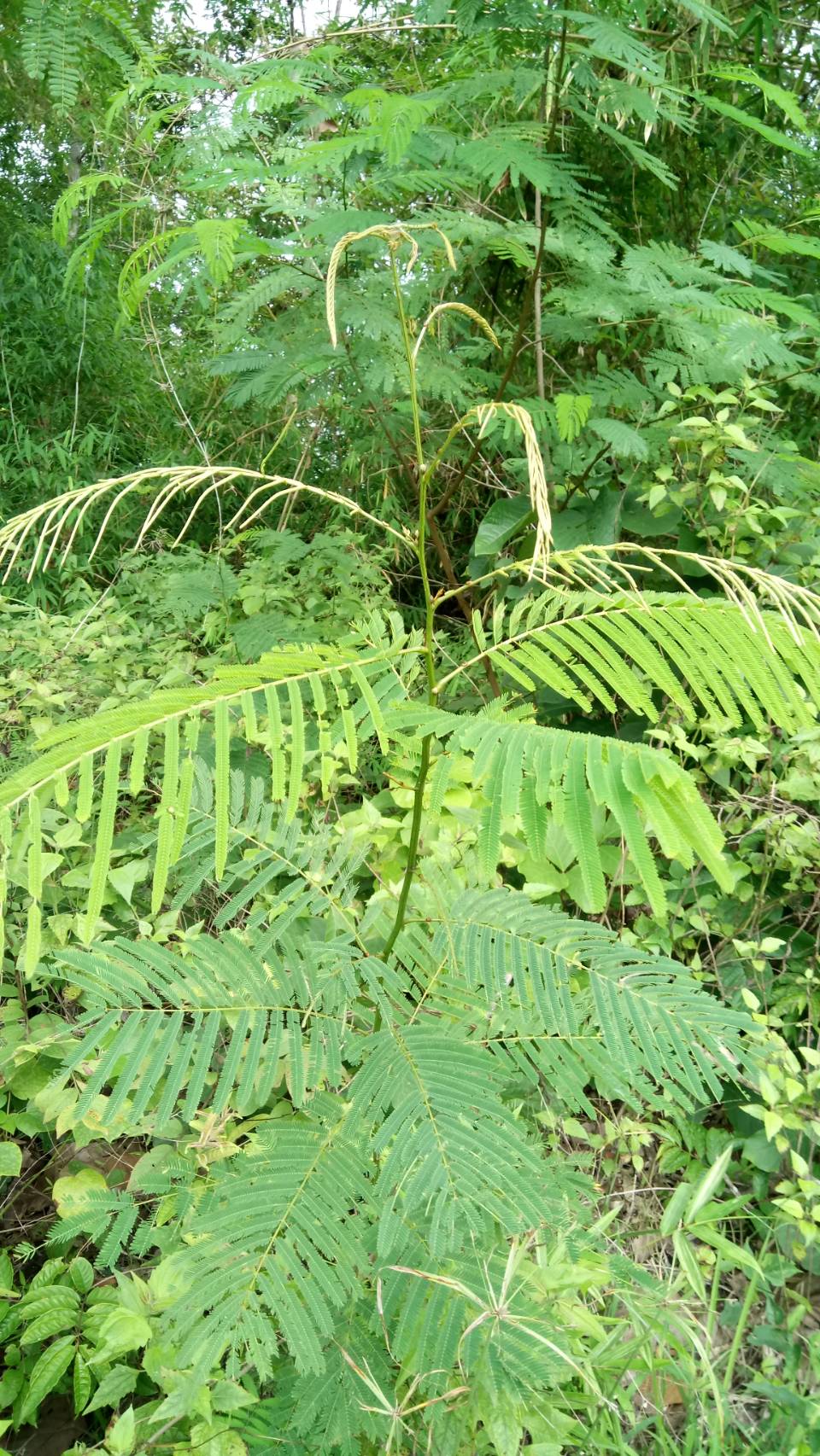 หนามหัน Acacia megaladena Desv.var.megaladena <br/>Fabaceae