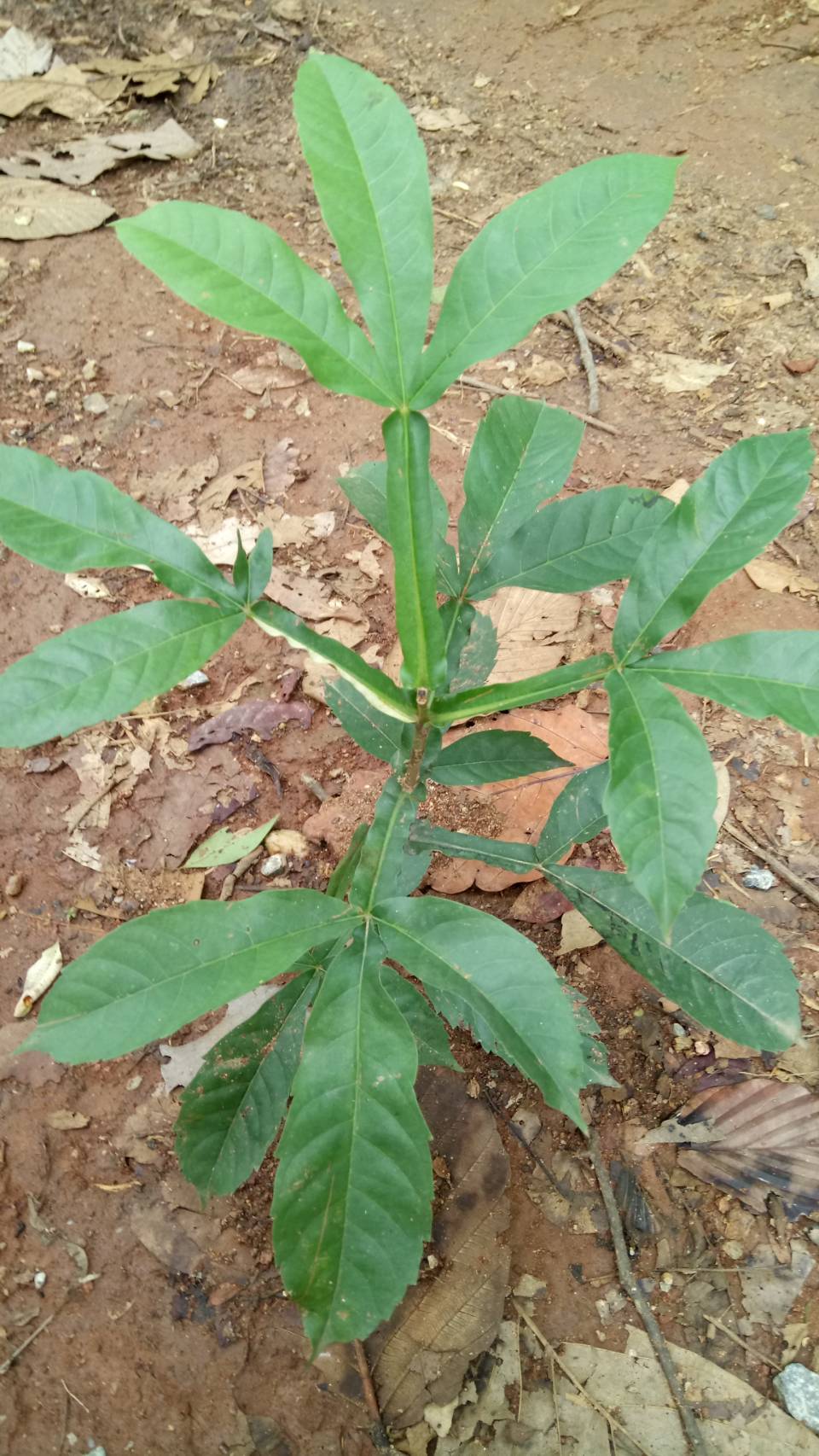 ตีนนก Vitex limonifolia  Wall.ex.Walp.<br/>Lamiaceae