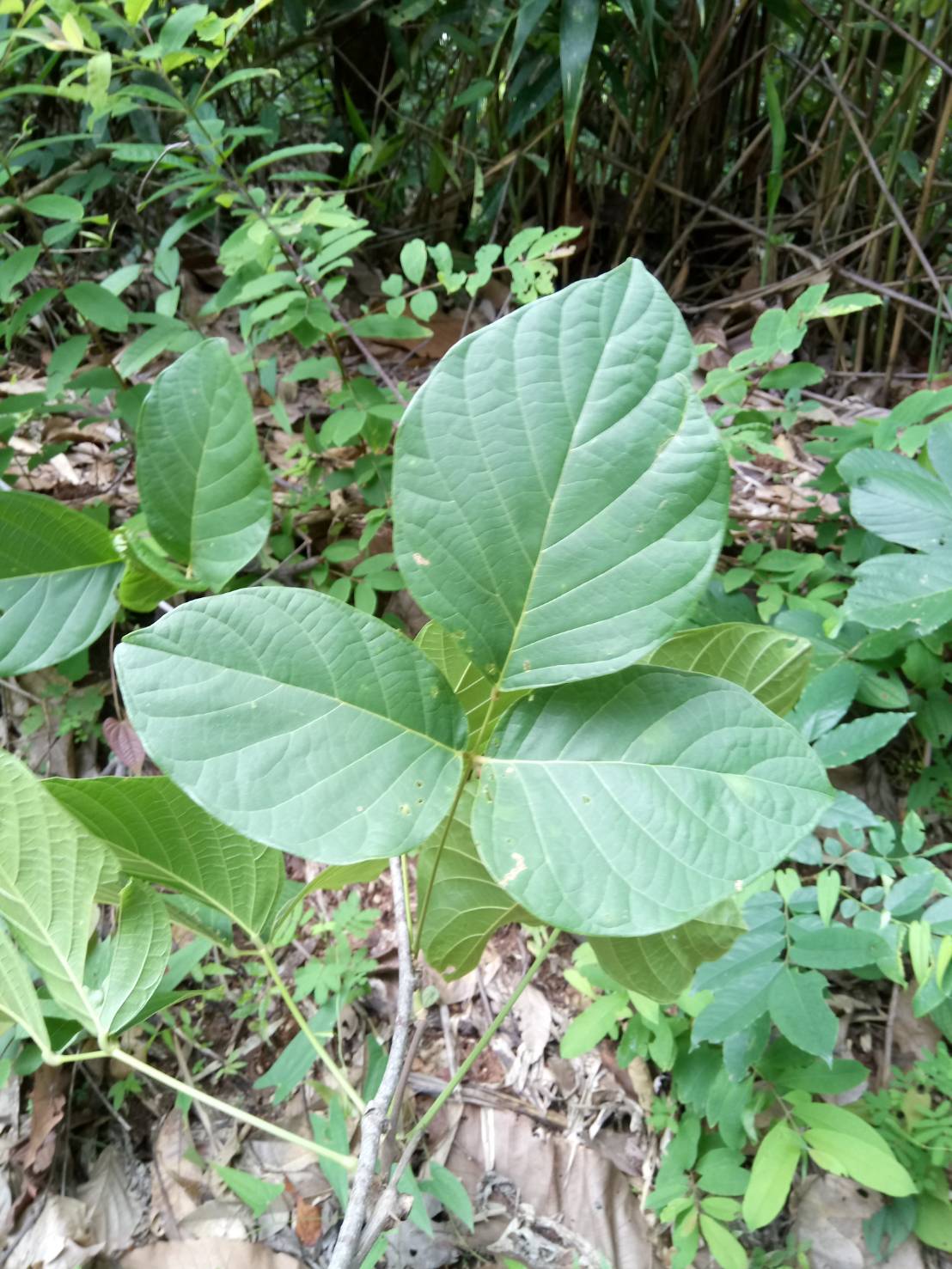 กวาวเครือขาว Pueraria candollei Wall.ex Benth.var.mirifica (Airy Shaw & Suvat.) Niryomdham<br/>Fabaceae