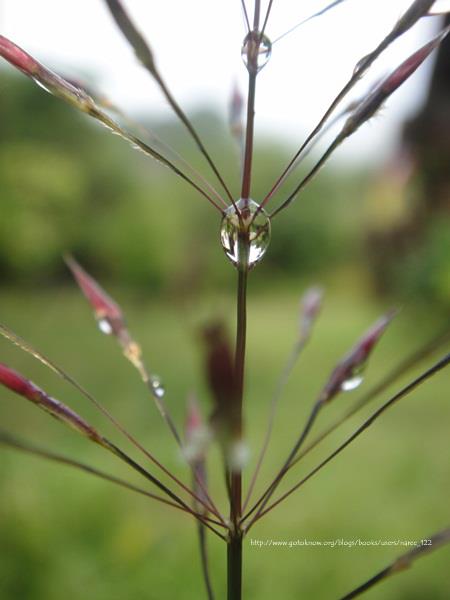 หญ้าเจ้าชู้ Chrysopogon aciculatus (Retz.) Trin.<br/>POACEAE (GRAMINEAE)