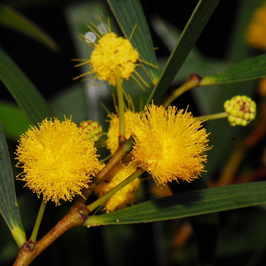 กระถินดอย Acacia confusa Merr.<br/>FABACEAE (LEGUMINOSAE-MIMOSOIDEAE)