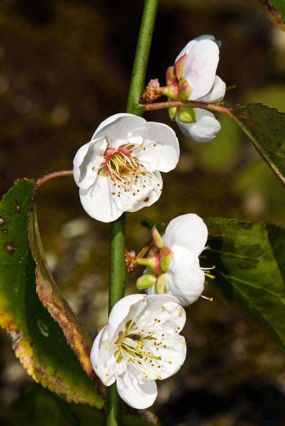 บ๊วย Prunus mume Siebold & Zucc.<br/>ROSACEAE