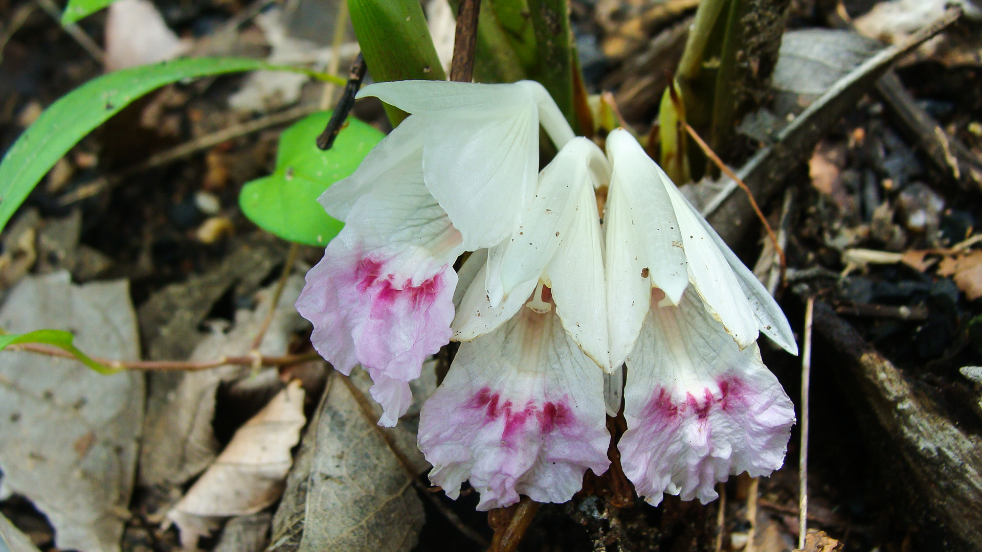 กระชายใบไม้ Boesenbergia baimaii Saensouk & K.Larsen<br/>Zingiberaceae