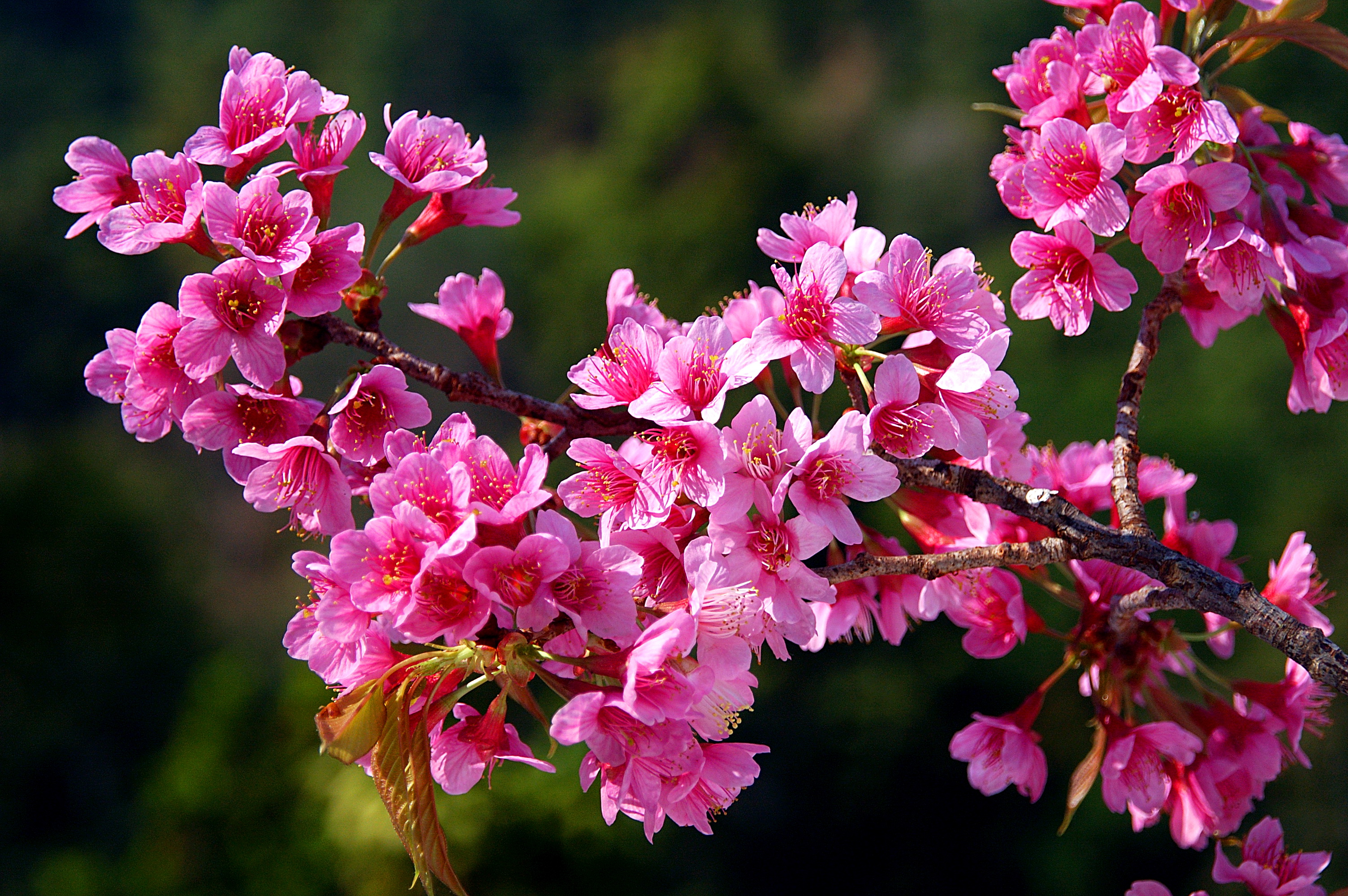 นางพญาเสือโคร่ง Prunus cerasoides D.Don<br/>ROSACEAE