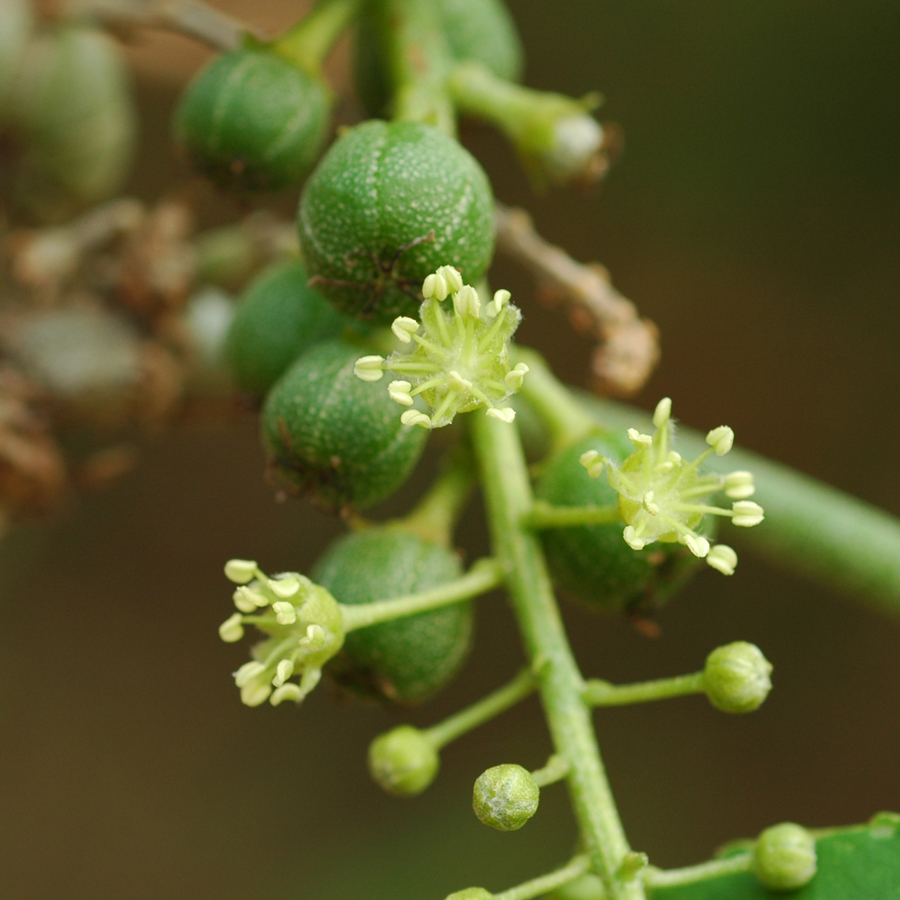 เปล้าใหญ่ Croton roxburghii N.P. Balakr.<br/>EUPHORBIACEAE