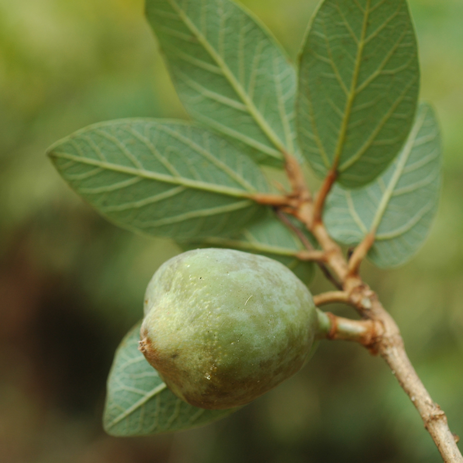 ตีนตุ๊กแก Ficus pumila L<br/>MORACEAE