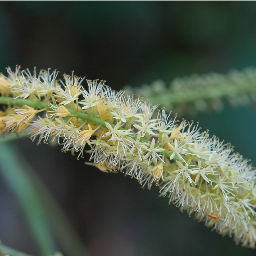 มะกล่ำตาไก่ Adenanthera microsperma Teijsm. & Binn.<br/>FABACEAE (LEGUMINOSAE-MIMOSOIDEAE)