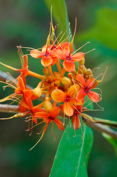 โสกน้ำ Saraca indica L.<br/>FABACEAE (LEGUMINOSAE-CAESALPINIOIDEAE)