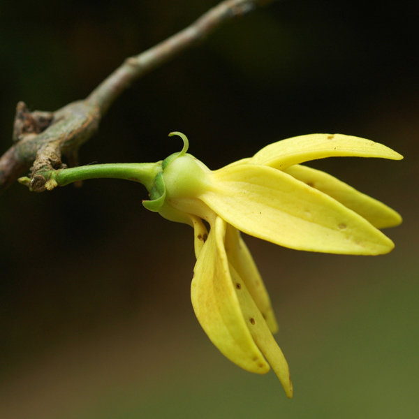 สะบันงาเครือ Artabotrys vanprukii Craib<br/>ANNONACEAE