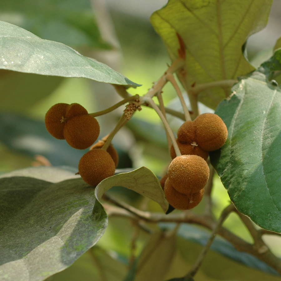 ตองผ้า Sumbaviopsis albicans (Blume) J.J. Sm.<br/>EUPHORBIACEAE