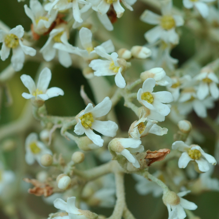 โพธิสัตว์ Aleurites moluccana (L.) Willd.<br/>EUPHORBIACEAE