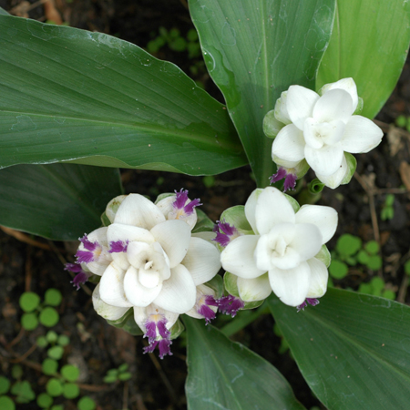 กระเจียวขาว Curcuma parviflora Wall.   <br/>Zingiberaceae