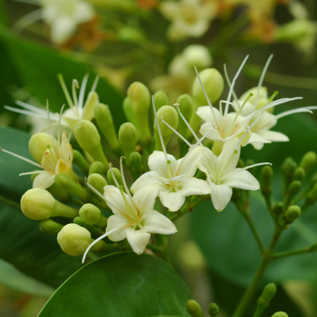 กันเกรา Fagraea fragrans Roxb.<br/>GENTIANACEAE