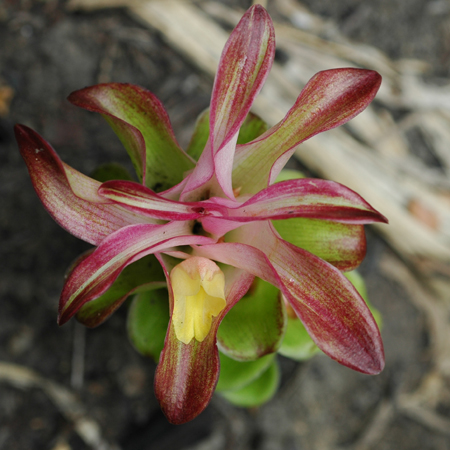 กระเจียวแดง Curcuma sessilis Gage.<br/>Zingiberaceae