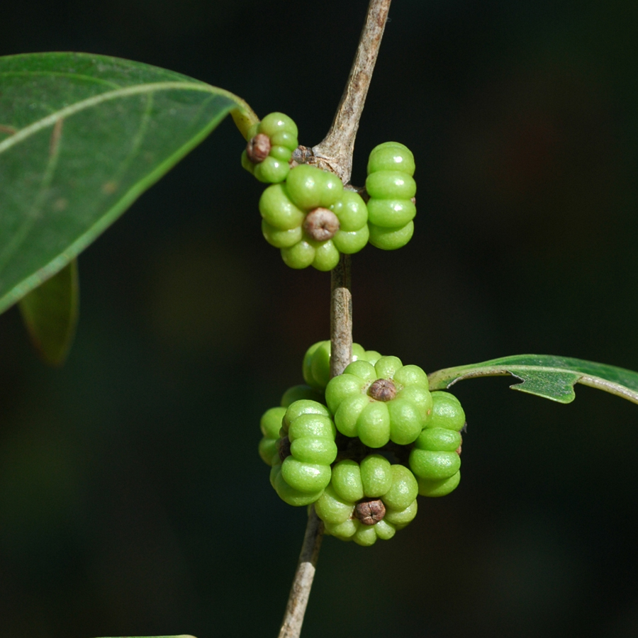 มันปลา Glochidion sphaerogynum (Müll. Arg.) Kurz<br/>EUPHORBIACEAE