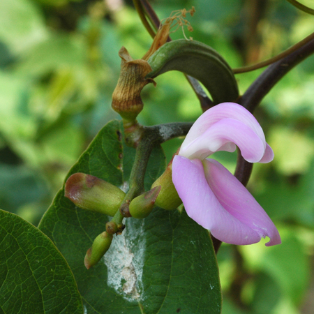 ถั่วลาย Centrosema pubescens Benth.<br/>FABACEAE (LEGUMINOSAE-PAPILIONOIDEAE)