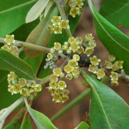 ก้าว Tristaniopsis burmanica (Griff.) Peter G.Wilson & J.T.Waterh<br/>Myrtaceae