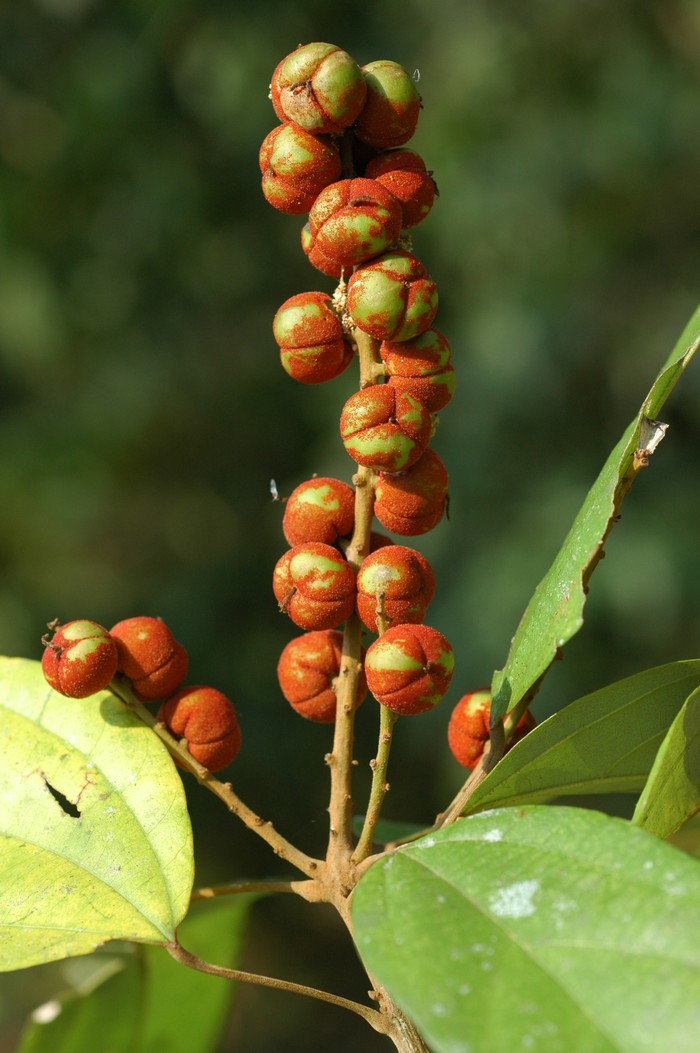 มะกายคัด Mallotus philippensis (Lam.) Müll.Arg.<br/>EUPHORBIACEAE