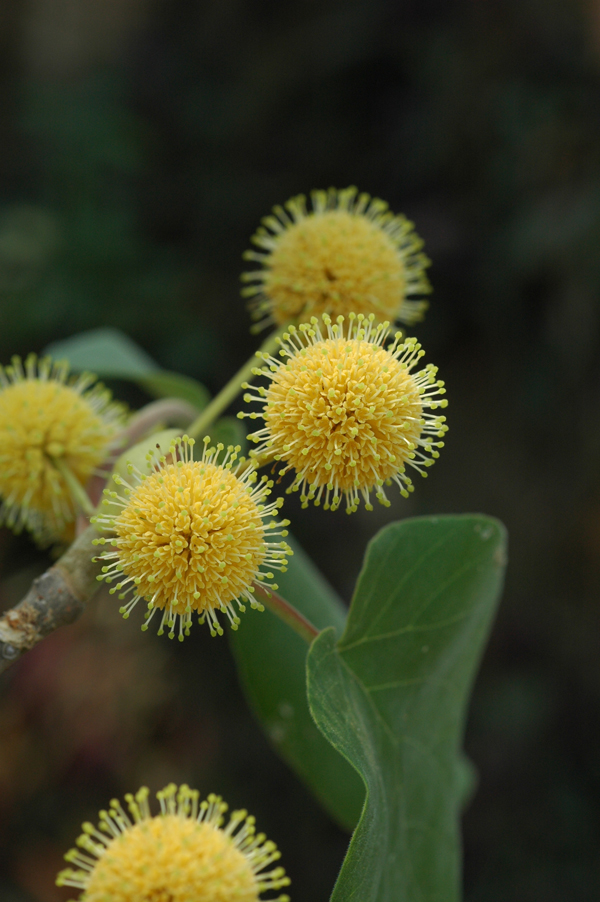 กว้าว Haldina cordifolia  (Roxb.) Ridsdale<br/>RUBIACEAE