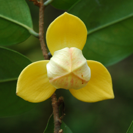 กลาย Mitrephora keithii  Ridl.<br/>ANNONACEAE