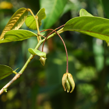 ส่าเหล้า Desmos cochinchinensis Lour.<br/>ANNONACEAE