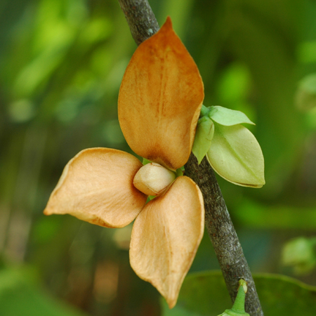 ข้าวหลามดง Goniothalamus laoticus (Finet & Gagnep.) Ban<br/>ANNONACEAE