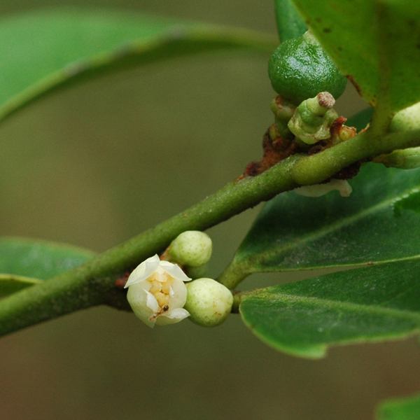 เขยตาย Glycosmis pentaphylla (Retz.) DC.<br/>RUTACEAE