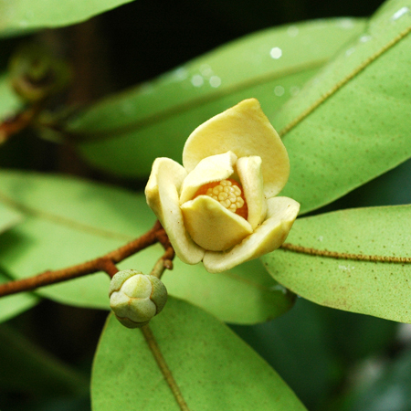 นมแมว Melodorum siamense (Scheff.) Bân, Rauwenhoffia siamensis Scheff.<br/>ANNONACEAE