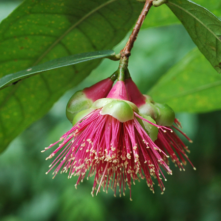 ชมพู่น้ำ Syzygium siamense (Craib ) Chantar. & J. Parn. <br/>MYRTACEAE 