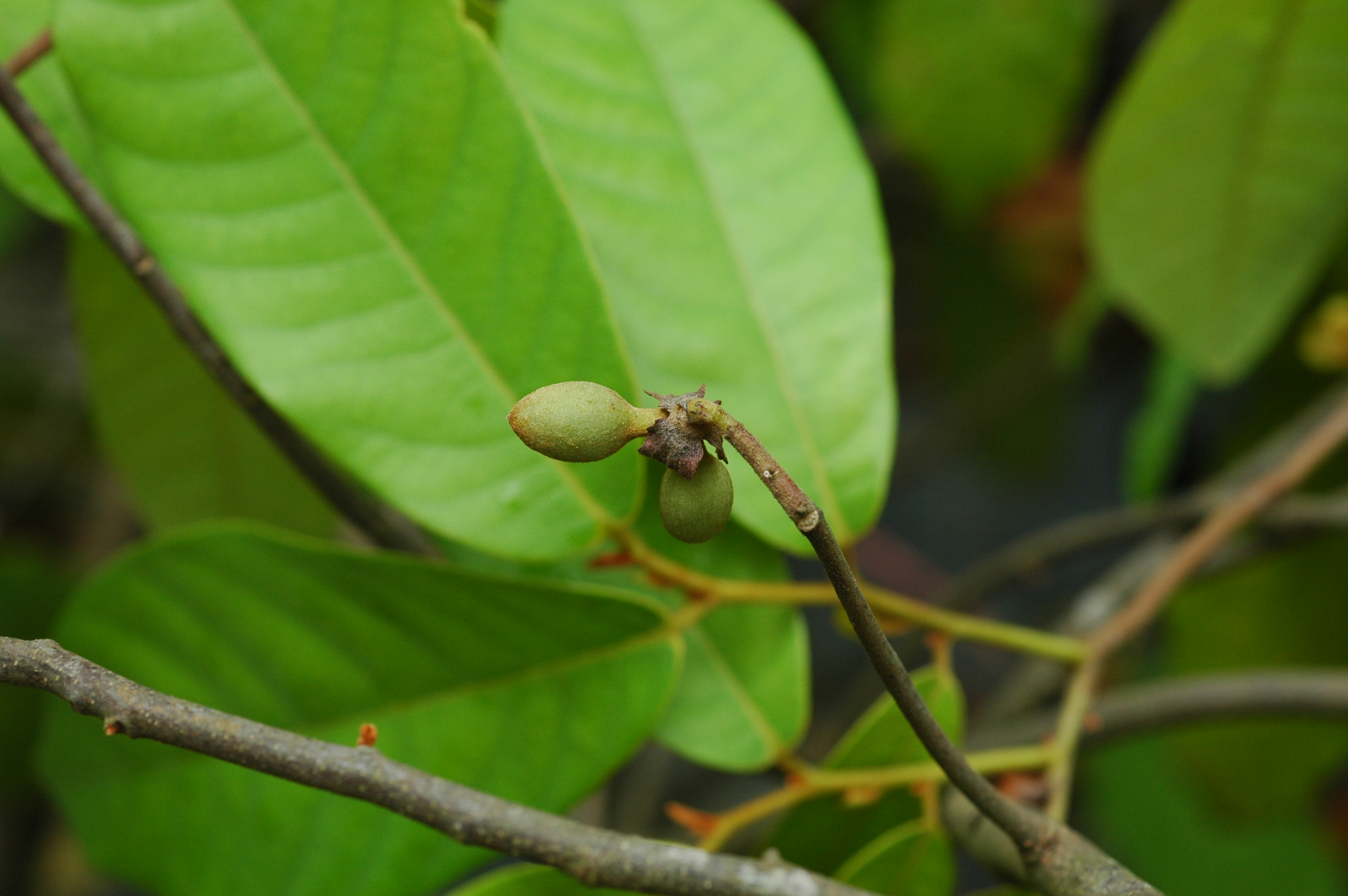 บุหงาเชิง Friesodielsia desmoides (Craib) Steenis<br/>ANNONACEAE