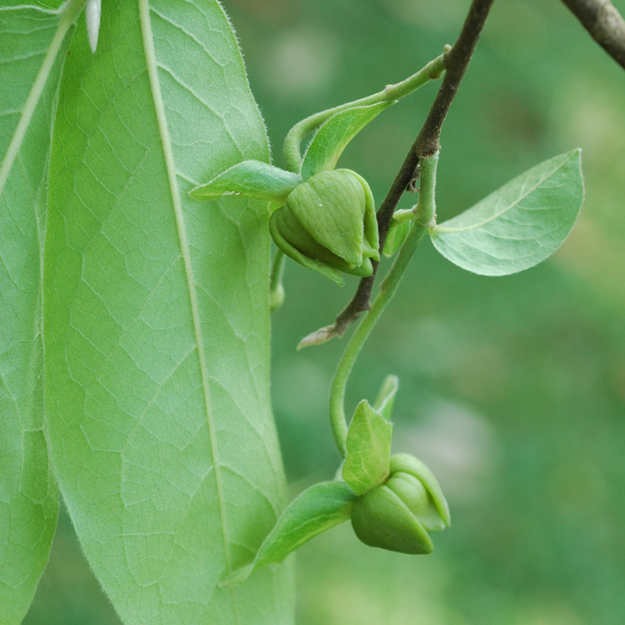 กระเจียน Hubera cerasoides (Roxb.) Chaowasku<br/>ANNONACEAE