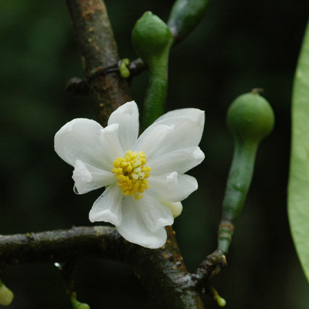 กำลังวัวเถลิง Anaxagorea luzonensis A.Gray <br/>ANNONACEAE 